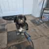 REMUS - er sucht eine neue Familie