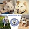 AMBERBLUE -freundlich & unkompliziert-