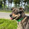 JOANNA -sucht hundeerfahrene Menschen-