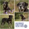 CHUTCHI -liebe, sanfte Hündin-