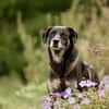 CHUTCHI -liebe, sanfte Hündin-