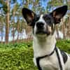 Snoopy ist ein verschmustes Zwergerl