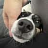 Snoopy ist ein verschmustes Zwergerl