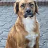 Tony Pongo - Neustart gesucht!