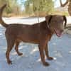 TENDER (union animal)