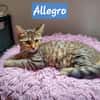 ALLEGRO