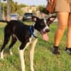 ENZO (Martina)