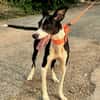 ENZO (Martina)