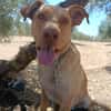 AVION  (Union animal)