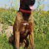Lucky, verträglich mit Hunden