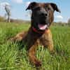 Lucky, verträglich mit Hunden