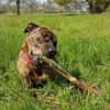 Lucky, verträglich mit Hunden