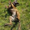 Lucky, verträglich mit Hunden