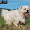 Marschal