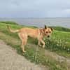 Ozzy - munterer Senior