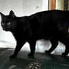 Mr. Jackson der Schmusekater!