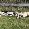 Bari - Mischling Welpe Rüde Familienhund