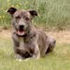 Motte der Herdenschutzhund light sucht!