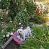 Snowdiac sucht Zuhause mit Anleitung.