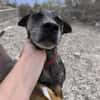 Caty ist eine Seele von Hund
