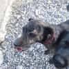 Caty ist eine Seele von Hund