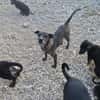 Caty ist eine Seele von Hund