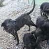 Caty ist eine Seele von Hund