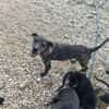 Caty ist eine Seele von Hund