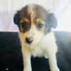 Amara sucht eine Familie