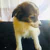 Amara sucht eine Familie