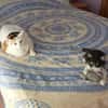 Junges, offenes Katzenmädchen Carmelita