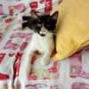 Junges, offenes Katzenmädchen Carmelita