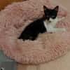 Junges, offenes Katzenmädchen Carmelita
