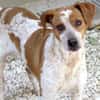 Mokka -liebt Menschen, verspielt-