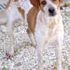 Mokka -liebt Menschen, verspielt-