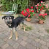 Liebe Amy