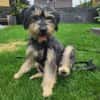 Tabby - vorvermittelt -