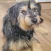 Tabby - vorvermittelt -