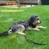 Tabby - vorvermittelt -