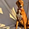 NUBE  (Animalea)