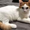 Avril chaton angora