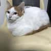 Avril chaton angora