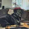 Pepe sucht ein liebes Zuhause
