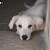 FABIETTO