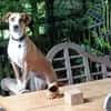 Neues Zuhause für Bailey gesucht