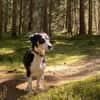 Blueberry sucht ihre Traumfrau