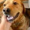 Junger Labrador, agil, gelehrig