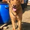 Junger Labrador, agil, gelehrig