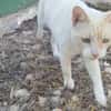 Werde Pflegestelle für Katzen in NOT