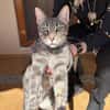 Werde Pflegestelle für Katzen in NOT